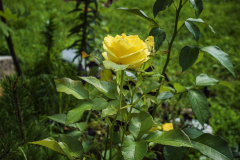 Image00006_1200H800