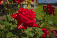 Image00010_1200h800