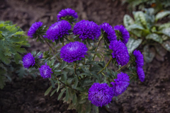Image00019_1200h800