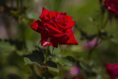 Image00021_1200h800