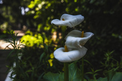 Image00028