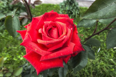 Image00036