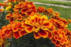 Image00037