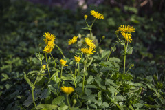 Image00038