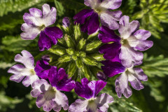 Image00039