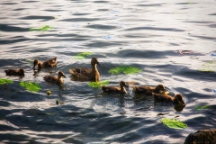 Image00034